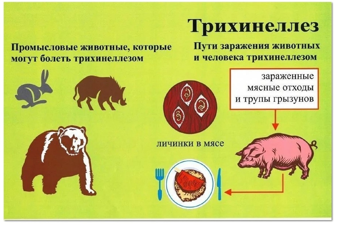 Трихинеллез свиней презентация